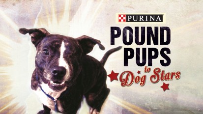 Pound Pups to Dog Stars